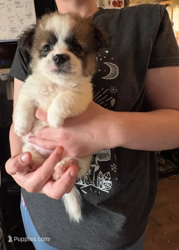 Trixie – Pekingese, Chorkie puppy for sale in Ellsworth, IA