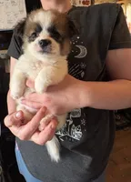 Trixie, a female Pekingese and Chorkie for sale in Ellsworth, IA – 1 of 1