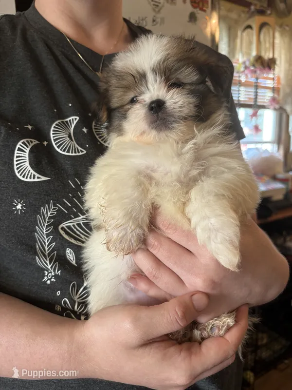 Thor – Pekingese, Chorkie puppy for sale in Ellsworth, IA
