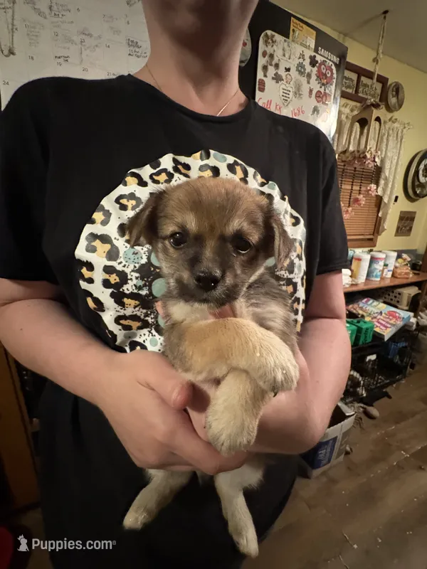 Sky, a male Chorkie and Peek-A-Pom for sale in Ellsworth, IA – 1 of 1