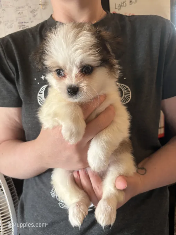 Snookie – Pekingese, Chorkie puppy for sale in Ellsworth, IA