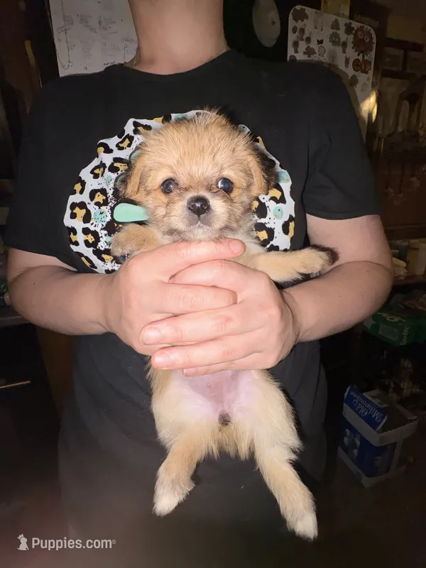 Bloom – Chorkie, Peek-A-Pom puppy for sale in Ellsworth, IA