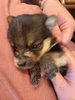 Cooper, a male Pomchi for sale in Ellsworth, IA – Photo 1 of 2