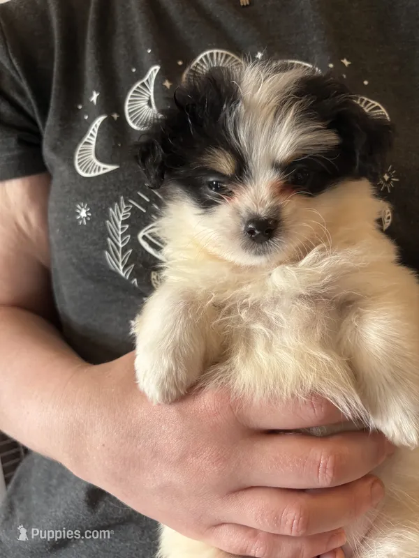Snickers – Pekingese, Chorkie puppy for sale in Ellsworth, IA