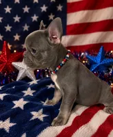 Yellow color girl, a female French Bulldog for sale in Cleveland, OH – 2 of 5