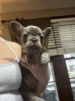 Yellow color girl, a female French Bulldog for sale in Cleveland, OH – 3 of 5