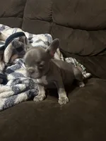 Yellow color girl, a female French Bulldog for sale in Cleveland, OH – 4 of 5