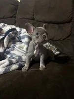 Yellow color girl, a female French Bulldog for sale in Cleveland, OH – 5 of 5