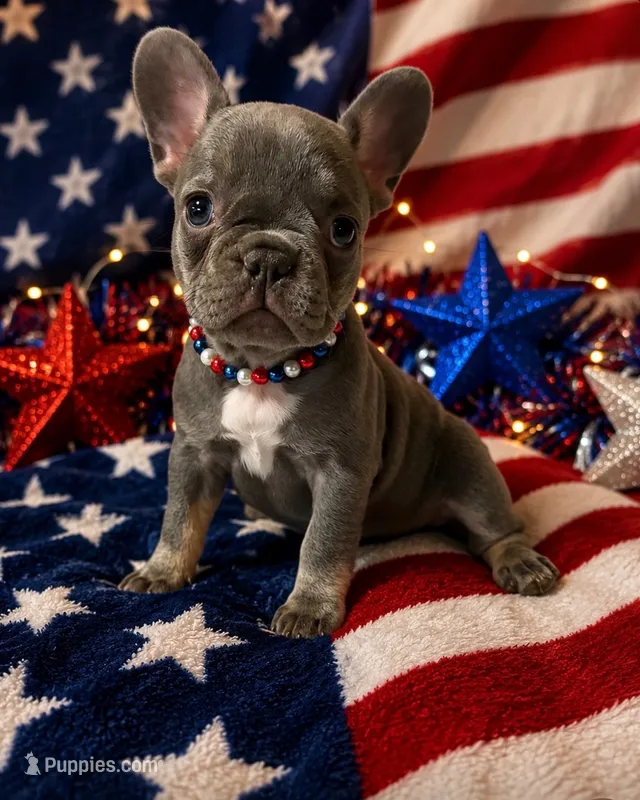 Yellow color girl – French Bulldog puppy for sale in Cleveland, OH