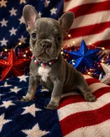 Yellow color girl, a female French Bulldog for sale in Cleveland, OH – 1 of 5