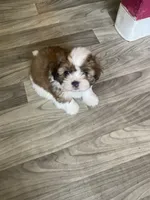 Sweetie, a female Shihpoo for sale in Windsor Locks, CT – 2 of 4