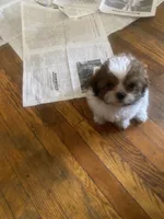 Sweetie, a female Shihpoo for sale in Windsor Locks, CT – 4 of 4