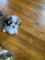 Sweetie, a female Shihpoo for sale in Windsor Locks, CT – 3 of 4