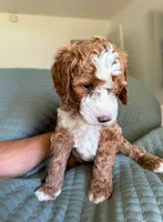 Boy Red, a male Goldendoodle for sale in Bakersfield Country Club, CA – 4 of 4