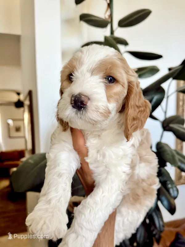 BOY BLUE  – Goldendoodle puppy for sale in Bakersfield Country Club, CA