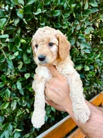 Golden Girl , a female Goldendoodle for sale in Bakersfield Country Club, CA – 1 of 5