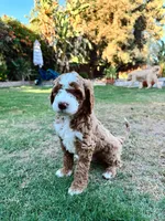 Boy Red, a male Goldendoodle for sale in Bakersfield Country Club, CA – 3 of 4