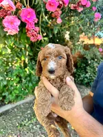 Boy Green, a male Goldendoodle for sale in Bakersfield Country Club, CA – 4 of 5