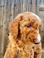 Boy Green, a male Goldendoodle for sale in Bakersfield Country Club, CA – 3 of 5