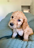 Golden Girl , a female Goldendoodle for sale in Bakersfield Country Club, CA – 4 of 5
