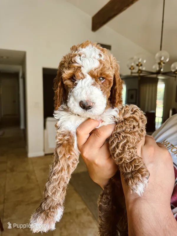 Red Boy – Goldendoodle puppy for sale in Bakersfield Country Club, CA