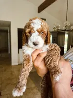Red Boy, a male Goldendoodle for sale in Bakersfield Country Club, CA – 1 of 5