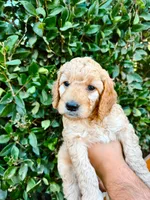 Golden Girl , a female Goldendoodle for sale in Bakersfield Country Club, CA – 3 of 5