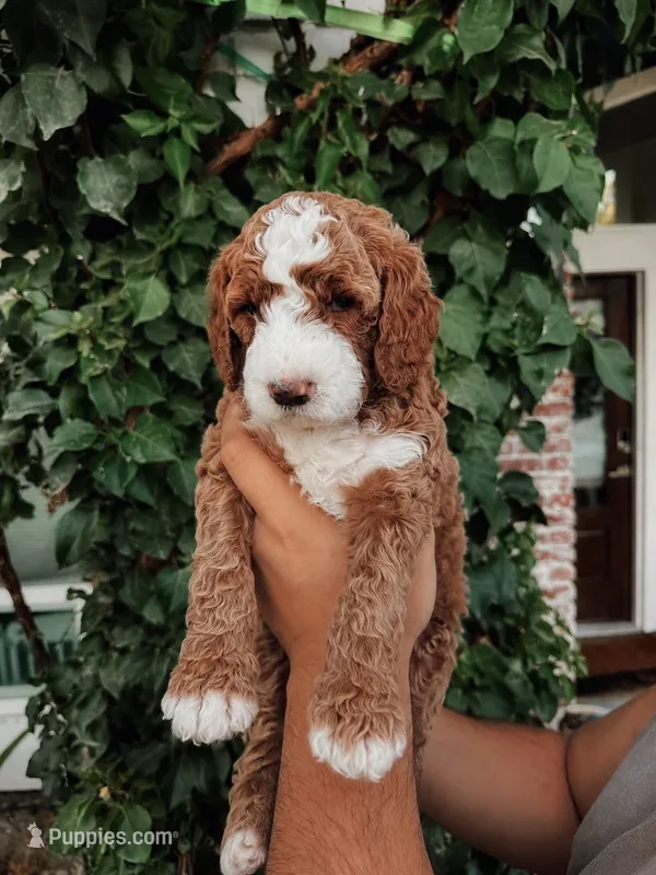 Boy Red – Goldendoodle puppy for sale in Bakersfield Country Club, CA