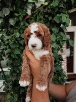 Boy Red, a male Goldendoodle for sale in Bakersfield Country Club, CA – 1 of 4