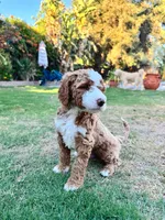 Boy Red, a male Goldendoodle for sale in Bakersfield Country Club, CA – 2 of 4