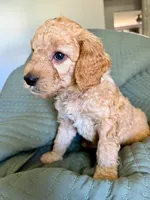 Golden Girl , a female Goldendoodle for sale in Bakersfield Country Club, CA – 5 of 5
