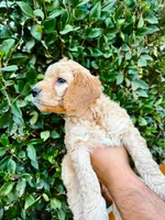 Golden Girl , a female Goldendoodle for sale in Bakersfield Country Club, CA – 2 of 5