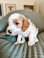 BOY BLUE , a male Goldendoodle for sale in Bakersfield Country Club, CA – 1 of 3