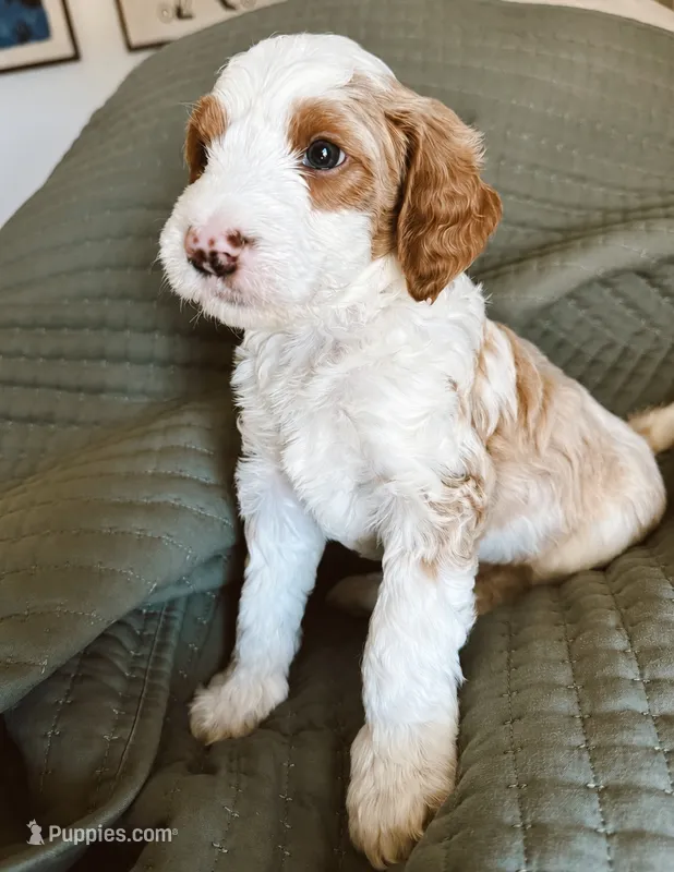 Boy Yellow  – Goldendoodle puppy for sale in Bakersfield Country Club, CA