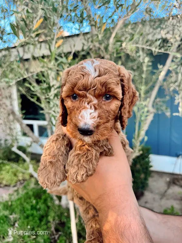 Boy Green – Goldendoodle puppy for sale in Bakersfield Country Club, CA