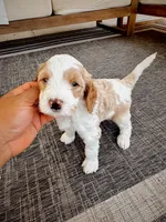 BOY BLUE , a male Goldendoodle for sale in Bakersfield Country Club, CA – 3 of 3