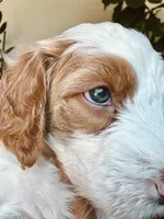 Boy Yellow , a male Goldendoodle for sale in Bakersfield Country Club, CA – 3 of 4