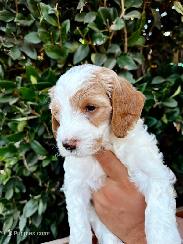Boy Yellow  – Goldendoodle puppy for sale in Bakersfield Country Club, CA
