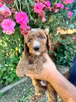 Boy Green, a male Goldendoodle for sale in Bakersfield Country Club, CA – 5 of 5