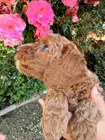 Boy Green, a male Goldendoodle for sale in Bakersfield Country Club, CA – 2 of 5