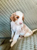 Boy Yellow , a male Goldendoodle for sale in Bakersfield Country Club, CA – 4 of 4