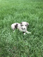 Beau, a male Australian Shepherd for sale in Warsaw, NC – 7 of 7