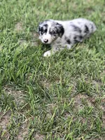 Skye, a female Australian Shepherd for sale in Warsaw, NC – 3 of 7