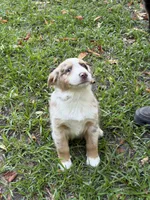 Maverick , a male Australian Shepherd for sale in Warsaw, NC – 7 of 10