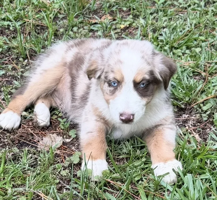 Maverick  – Australian Shepherd puppy for sale in Warsaw, NC