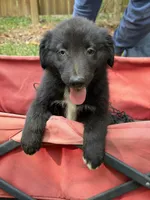 Cobalt on hold, a male Australian Shepherd for sale in Warsaw, NC – 8 of 9