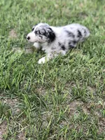 Skye, a female Australian Shepherd for sale in Warsaw, NC – 5 of 7