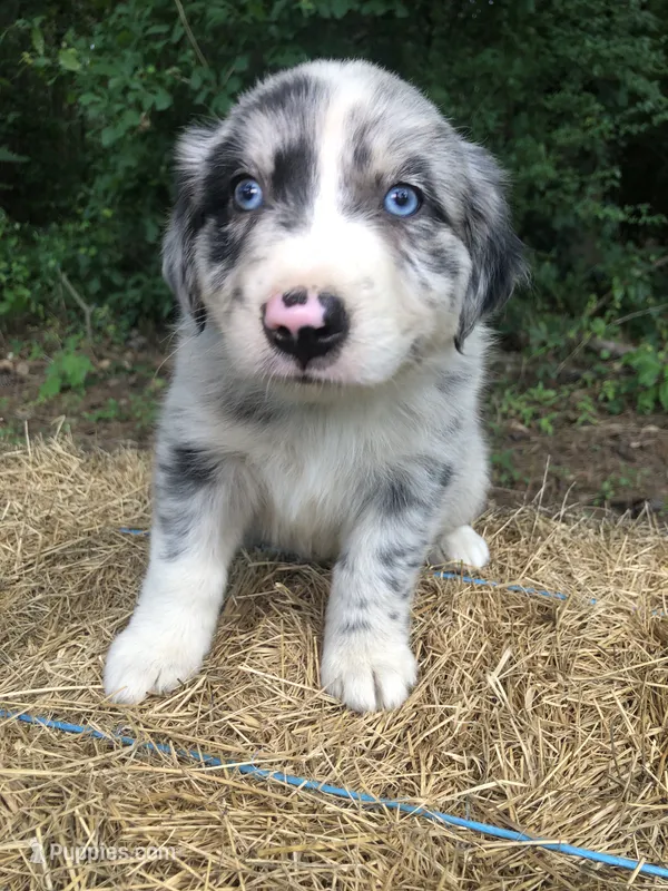 Skye – Australian Shepherd puppy for sale in Warsaw, NC