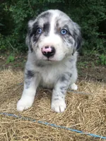 Skye, a female Australian Shepherd for sale in Warsaw, NC – 1 of 7