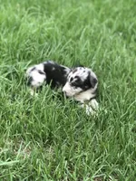 Stormie, a female Australian Shepherd for sale in Warsaw, NC – 4 of 7
